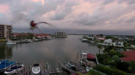 Top gull: Maverick bird attempts to attack drone in Florida skies