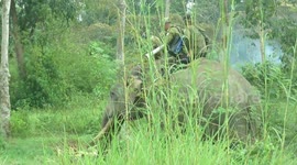 Conflict of Sumatran Elephants in Riau Province of Indonesia