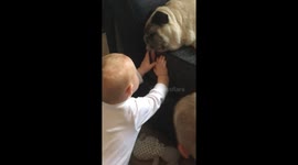 Hilarious moment pug refuses to wake up as UK toddler yanks on his floppy tongue