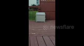 Cat chases its own leash around a container and catches it