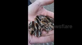 Baby quails turn out to be quite a handful after being rescued in Oregon