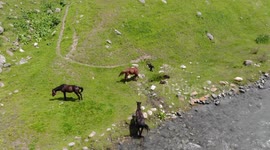 River & Horses Drone Video, Altyn Arashan River, Issyk Kul Lake, Kyrgyzstan, Central Asia.