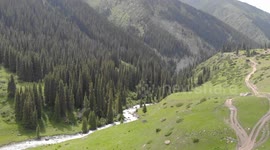Drone Video of Cow & Dogs running to the river