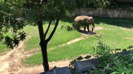 ELEPHANTS IN THE DC ZOO