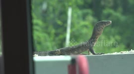 A scary uninvited visitor turns up and steals the food that was put out for the birds on my back wall.