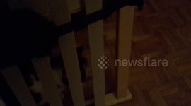 cat behind slatted frame