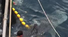 Heartwarming moment three trapped whale sharks are released from fishing trawler's net