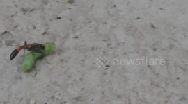 Insect carries prey heavier than itself