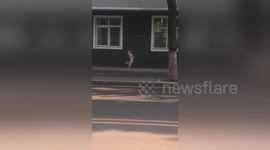 Elegant dog walks on hind legs like human on Chinese street