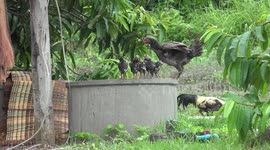 Mother hen jumps over her baby chickens and teaches them how to preen their feathers.