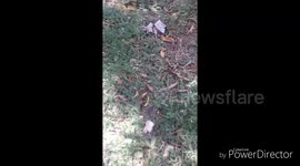 Survival of young chicks jumping from very tall tree