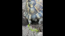 Spurr thigh tortoise giving birth