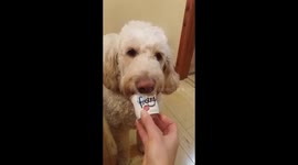 Goldendoodle enjoying a cooling Frozzy yoghurt