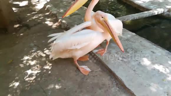 Hungry Hungry Couple Pink Pelican Fight Over Fish