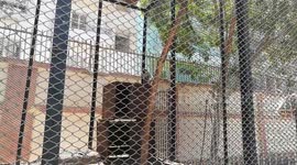 Boy Calling Out Chlorocebus aethiops In Zoo