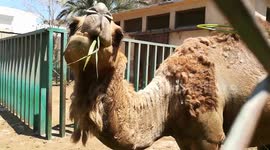 Baby Feeds Hungry African Camel In Zoo
