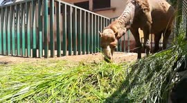 Camel Passionate For Green Morning Grass