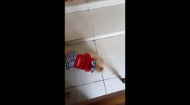 Little Nala Digging for Treasure ?