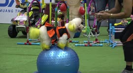 Colourful Poodle Jumps Over Obstacles