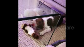 This puppy is baffled by glass separating him from his favourite toy