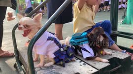 Two Chihuahuas In School Uniform
