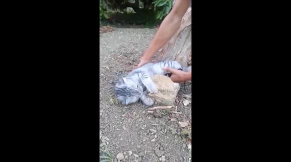 Hilarious compilation of cat refusing to go home