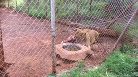 The Lion and the Leopard