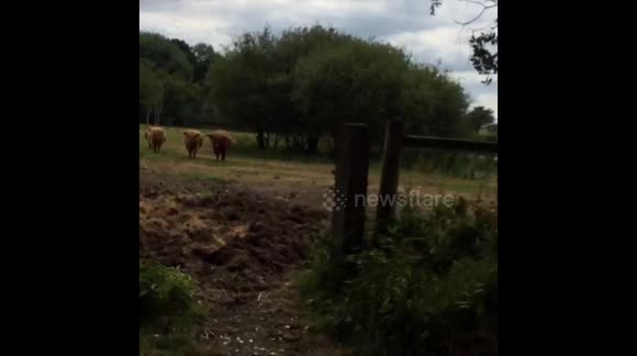 Highland Cattle at harvest being moved onto pastures new