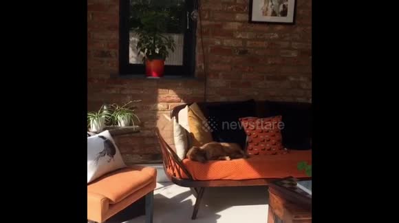 Hettie the miniature dachshund princess chilling on the day bed