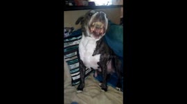 Staffy cross loving his sticky porridge