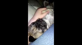 Little pug cross Jack Russell snoring
