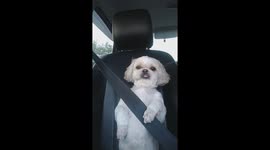 Shih Tzu Looks Terrified In Seatbelt