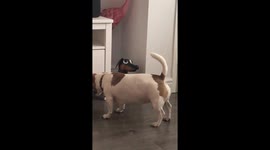 Ruby the jack Russell Confused by a bobble head of her sister Gem the sausage dog