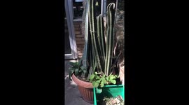 This cactus just keeps on going