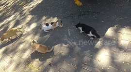 Cats Wait For Leftover Fish Meat from the Fishmonger