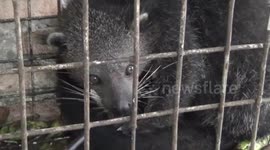 Rare 'bearcat' freed by Indonesian villagers after accidentally caught in trap