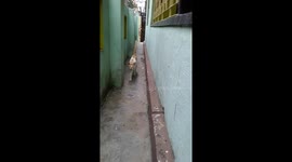 My cute funny cat .......