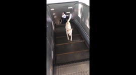 Dog Walks Wrong Way Up Escalator