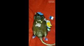 Rat celebrating Bastille Day - French rat