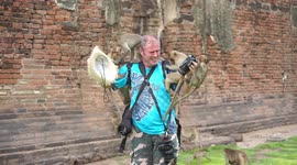 Photographer overwhelmed by inquisitive monkeys at Lopburi, Thailand.