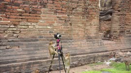Monkey camera crew try to take selfies but end up smashing the camera and tripod to the ground.