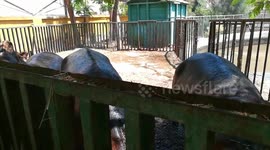 Hungry Hippos Gets Raw Material Food By Little Kids