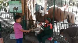 Hungry Hungry Bactrian Camel Eat Carrots By Kids