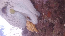 Rare colour changing albino Octopus