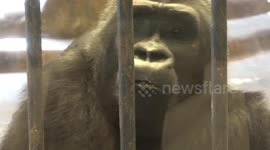 'Depressed' gorilla mopes around filthy zoo in Thai shopping mall