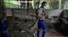 Giant python caught after swallowing Thai farmer chickens