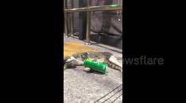 This cat looks like it had a long night of hard drinking