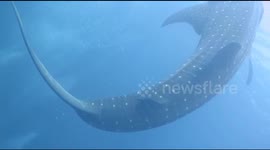 Amazing underwater clip shows massive whale shark feeding off Indonesia