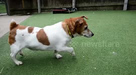 Appeal launched to find home for the oldest dog in care in Britain