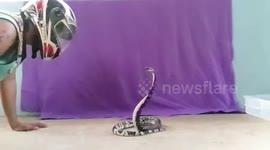 Moment deadly cobra spits poisonous venom at snake catcher in terrifying demonstration